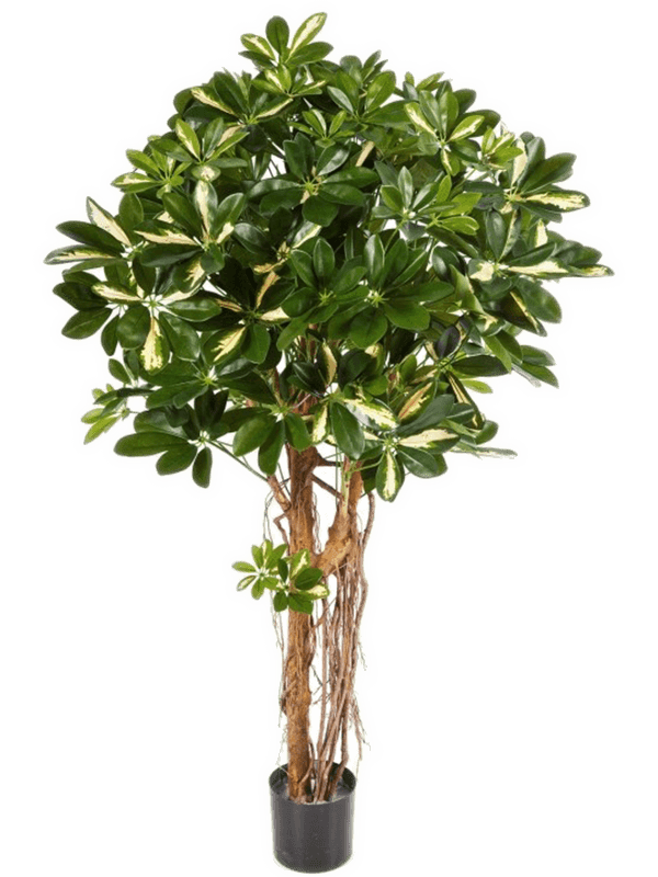 Schefflera Umbrella Bush Tree (140 cm) - Foto 77129