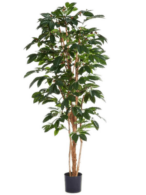 Flowering Coffee Tree (210 cm) - Foto 77131
