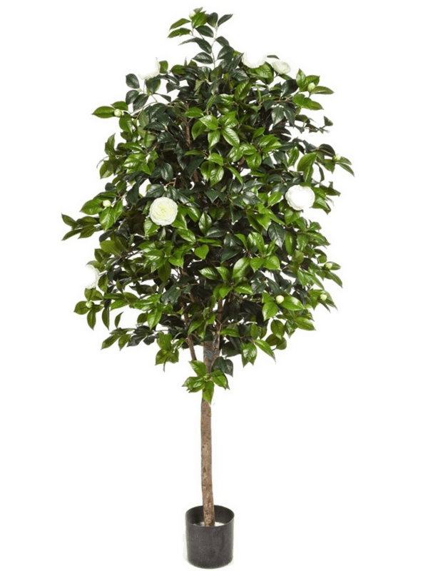 Camelia Vine Tree (170 cm) - Foto 77134