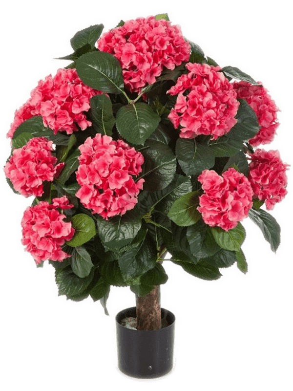 Hydrangea De Luxe Ball Pot Rose - Foto 77142