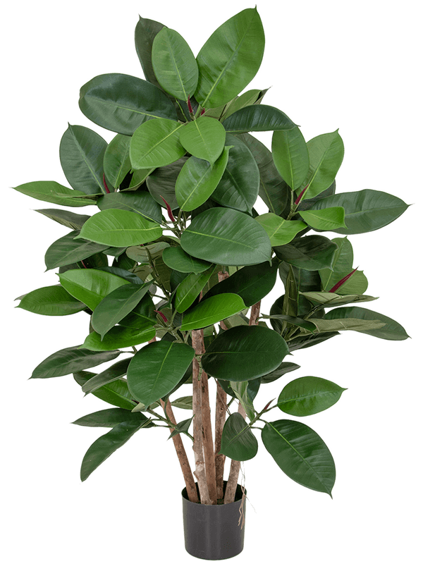 Ficus Elastica Bush (FR) - Foto 77159