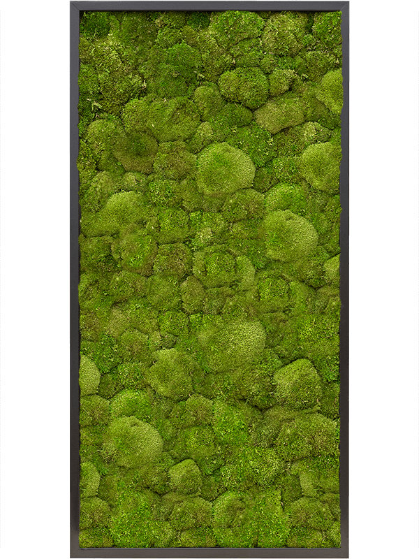 Moosbild MDF RAL 9005 Satin Gloss 100% Ball moss - Foto 77167
