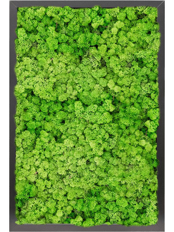 Moosbild MDF RAL 9005 Satin Gloss 100% Reindeer moss (Light Grass Green) 60-40-6 - Foto 77230