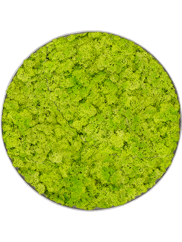 Moosbild Nova Frame Natural-concrete Reindeer moss (Spring green) - Foto 77272