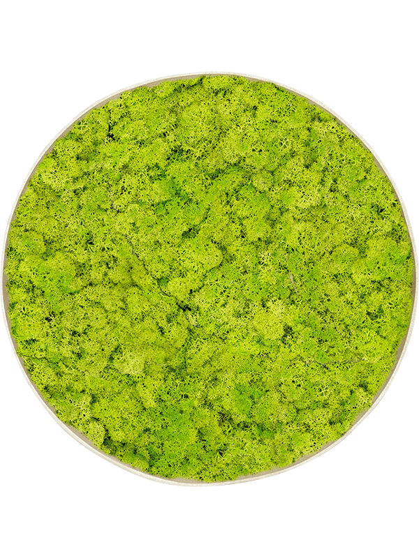 Moosbild Nova Frame White-concrete Reindeer moss (Spring green) 39-5 - Foto 77312