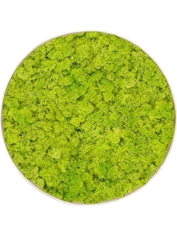 Moosbild Nova Frame White-concrete Reindeer moss (Spring green)  49-5 - Foto 77322