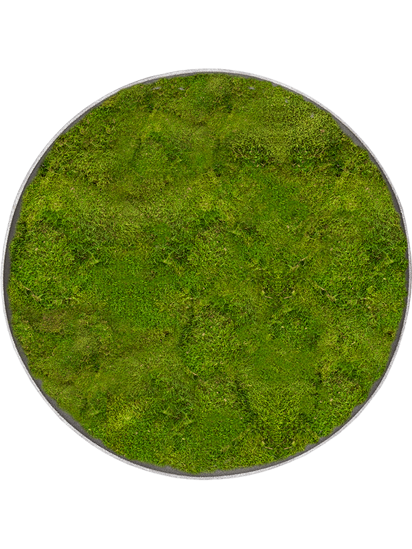 Moosbild Nova Frame Natural-concrete 100% Flat moss 29-5 - Foto 77350