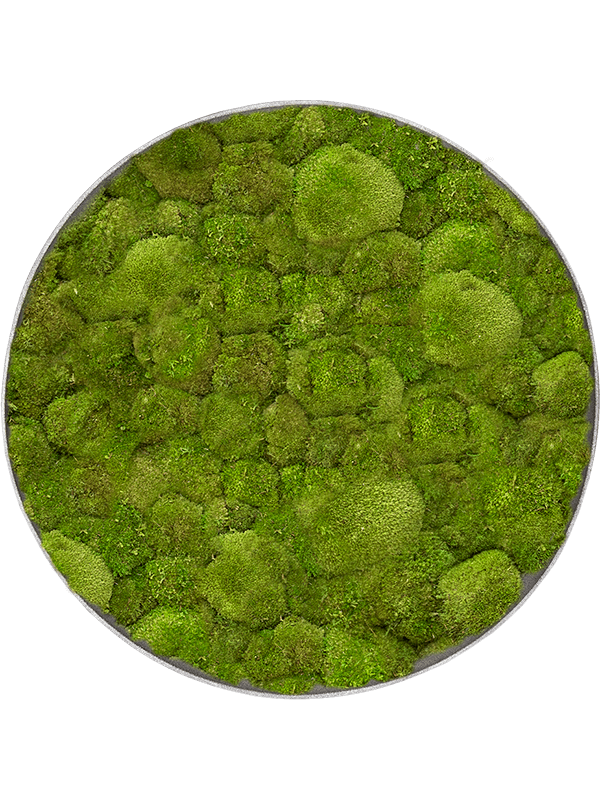 Moosbild Nova Frame Natural-concrete 100% Ball moss - Foto 77351