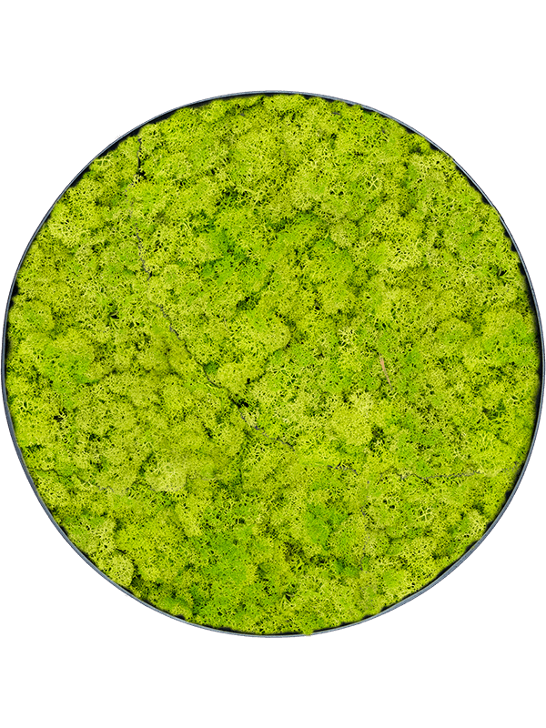 Moosbild Nova Frame Anthracite-concrete Reindeer moss (Spring green) 69-5 - Foto 77393