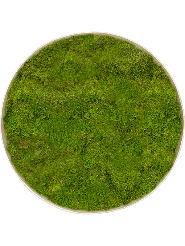 Moosbild Nova Frame Antique White-concrete 100% Flat moss - Foto 77460