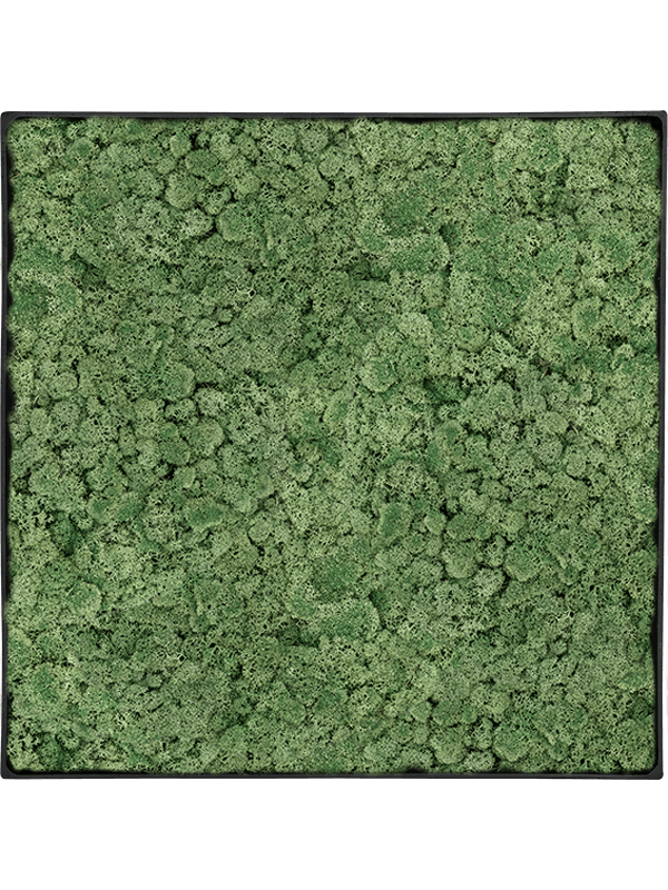 Moosbild Nova Frame Anthracite-concrete 100% Reindeer Moss (Moss green) - Foto 77514