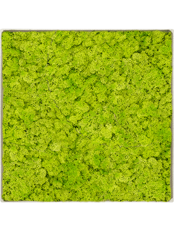 Moosbild Nova Frame Antique White-concrete Reindeer moss (Spring green) 30-30-5 - Foto 77523