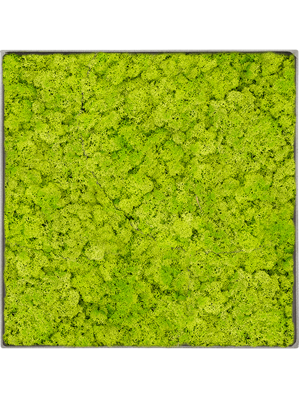 Moosbild Nova Frame Natural-concrete Reindeer moss (Spring green) 30-30-5 - Foto 77533