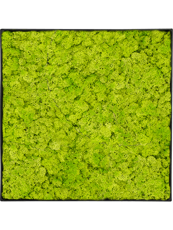 Moosbild Nova Frame Anthracite-concrete Reindeer moss (Spring green) 40-40-5 - Foto 77543