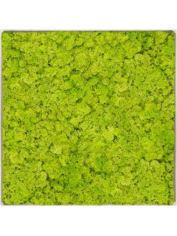 Moosbild Nova Frame Antique White-concrete Reindeer moss (Spring green) - Foto 77553