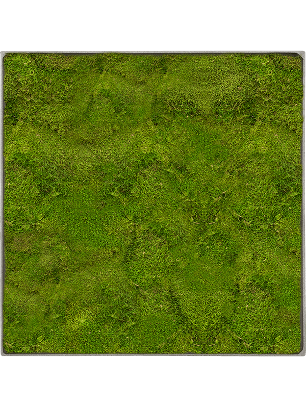 Moosbild Nova Frame Natural-concrete 100% Flat moss 40-40-5 - Foto 77560