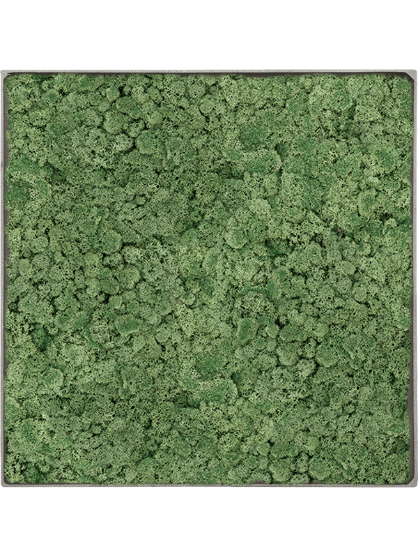 Moosbild Nova Frame Natural-concrete 100% Reindeer Moss (Moss green) 60-60-5 - Foto 77624