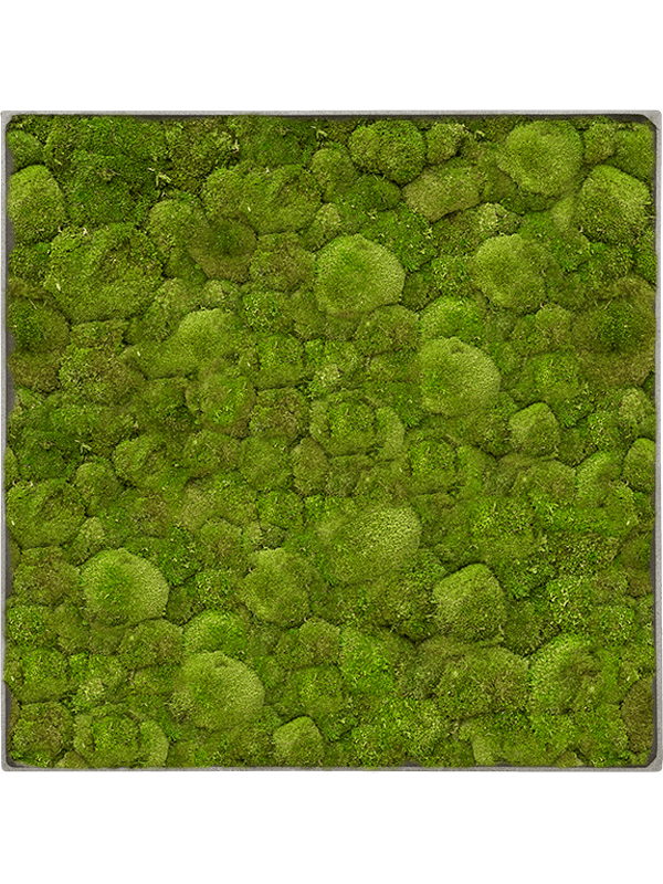 Moosbild Nova Frame Natural-concrete 100% Ball moss 90-90-5 - Foto 77701