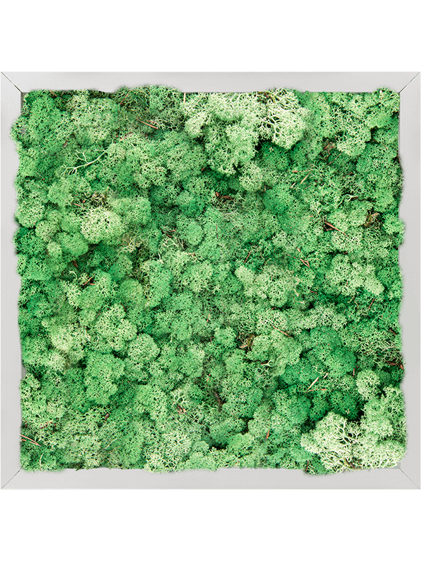 Moosbild Aluminum 100% Reindeer moss (Grass Green) - Foto 77740