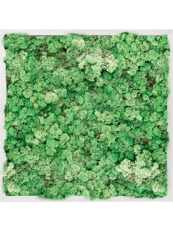Moosbild Aluminum 100% Reindeer moss (Grass Green) 60-60-6 - Foto 77742