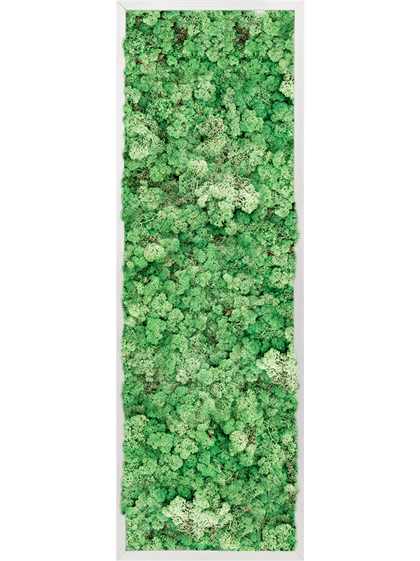 Moosbild Aluminum 100% Reindeer moss (Grass Green) 120-40-6 - Foto 77747