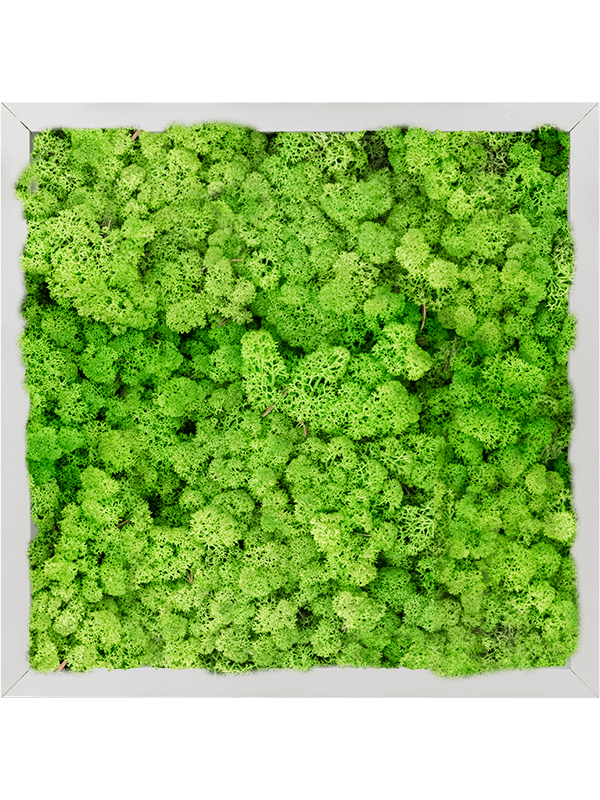 Moosbild Aluminum 100% Reindeer moss (Light Grass Green) 40-40-6 - Foto 77773