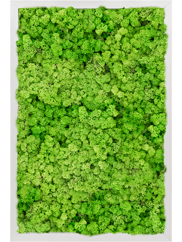 Moosbild Aluminum 100% Reindeer moss (Light Grass Green) - Foto 77774