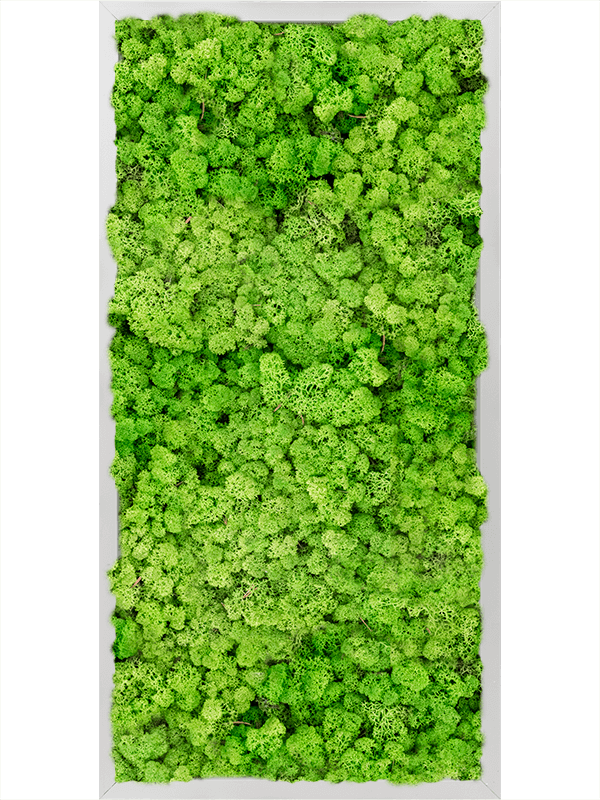 Moosbild Aluminum 100% Reindeer moss (Light Grass Green) - Foto 77776