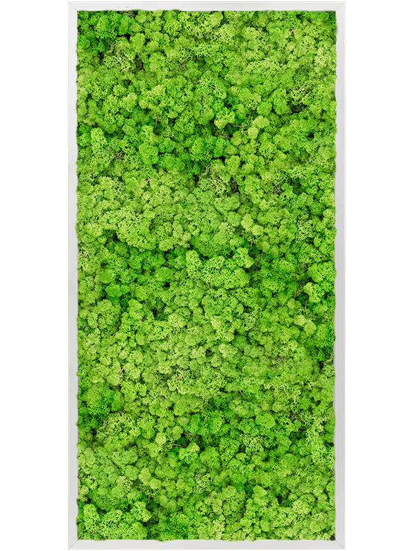 Moosbild Aluminum 100% Reindeer moss (Light Grass Green) - Foto 77781
