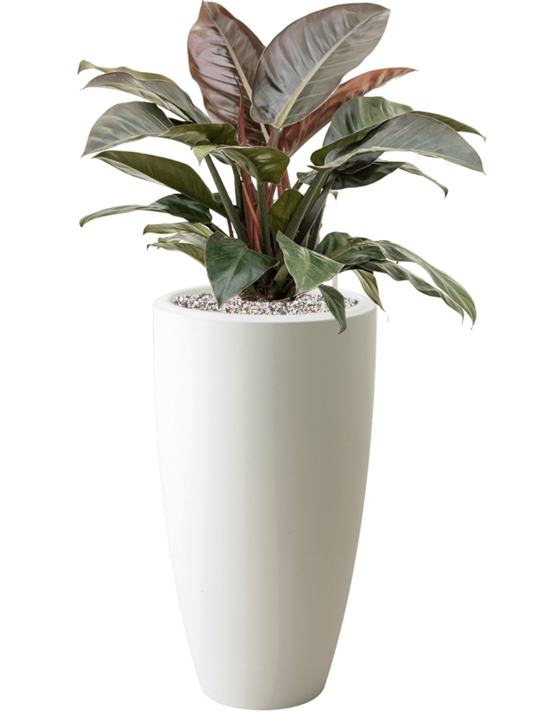 Philodendron `Imperial Red' in Pure® - Foto 78379
