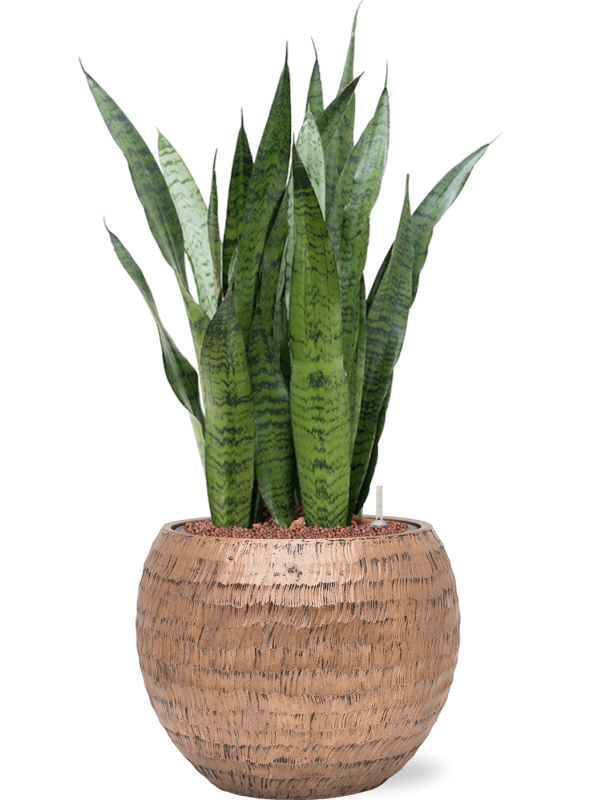 Sansevieria zeylanica in Baq Opus Hammered - Foto 78404