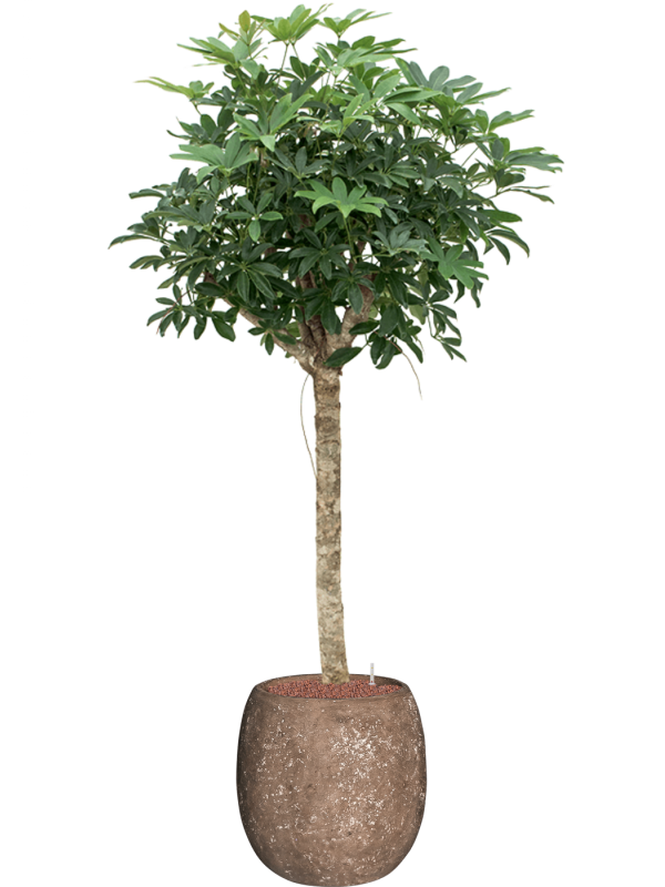 Schefflera 'Compacta' in Baq Polystone Coated Plain - Foto 78431