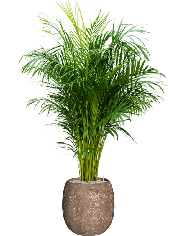 Dypsis (Areca) lutescens in Baq Polystone Coated Plain - Foto 78432