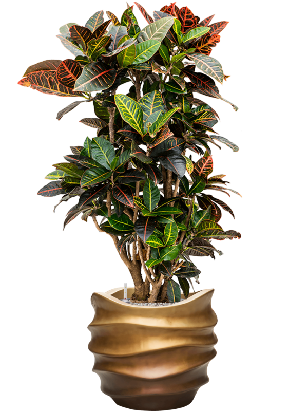 Croton (Codiaeum) variegatum 'Petra' in Baq Gradient Lee - Foto 78435
