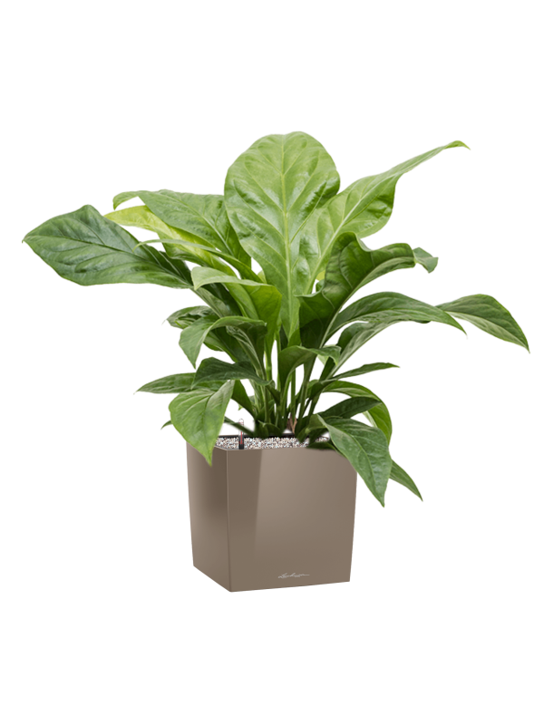 Anthurium elipticum 'Jungle Bush' in Lechuza Cube Premium - Foto 78456