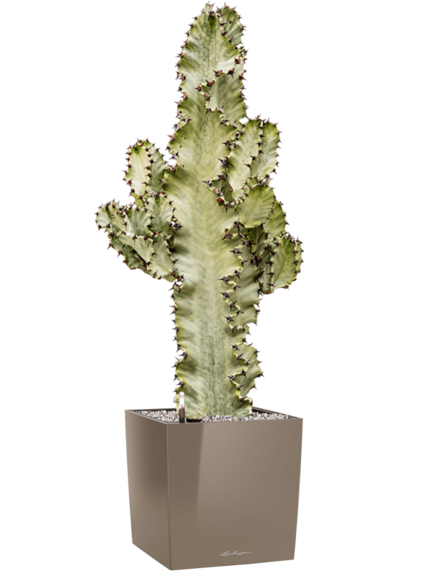 Euphorbia ingens marmorata in Lechuza Cube Premium - Foto 78459