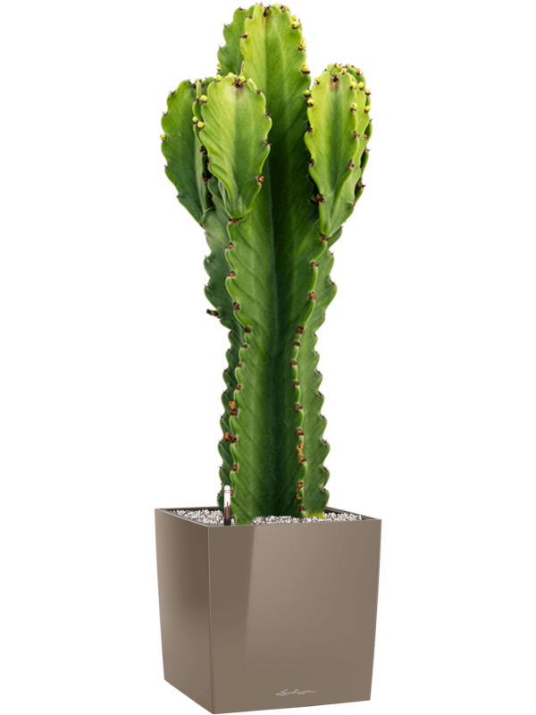 Euphorbia ingens in Lechuza Cube Premium - Foto 78460