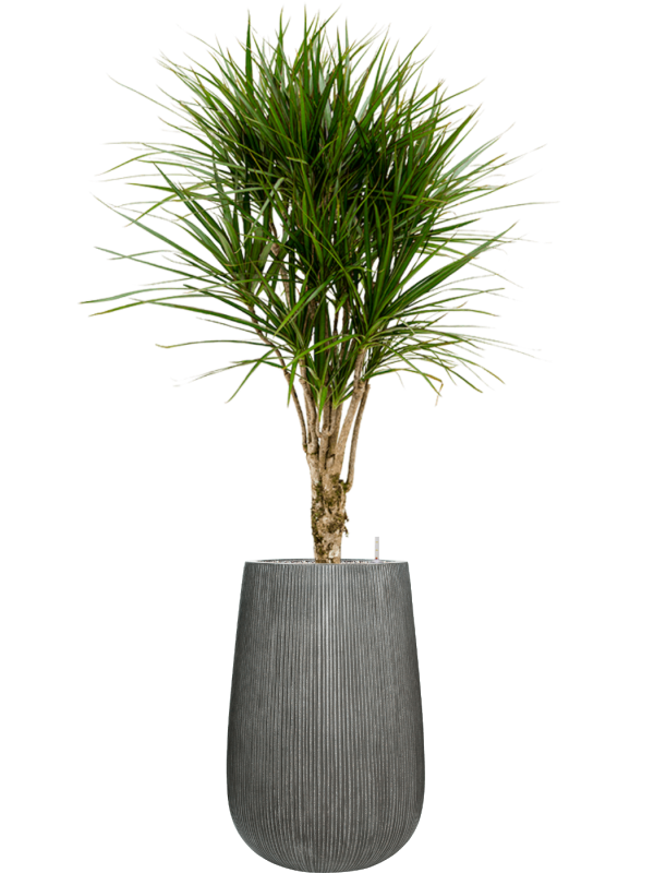 Dracaena marginata in Ridged Vertically - Foto 78472