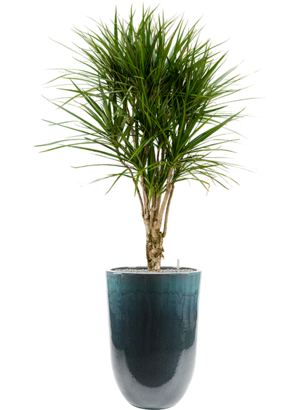 Dracaena marginata in Pure - Foto 78474