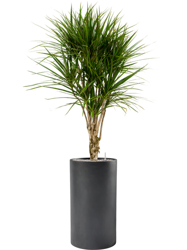 Dracaena marginata in Baq Basic - Foto 78482