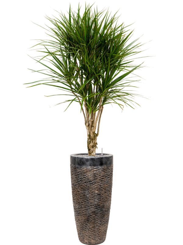 Dracaena marginata in Baq Luxe Lite Universe Layer - Foto 78487