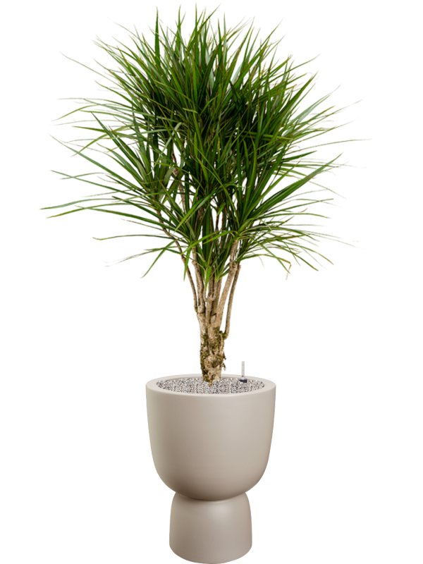 Dracaena marginata in Pure®, 32364 - Foto 78494