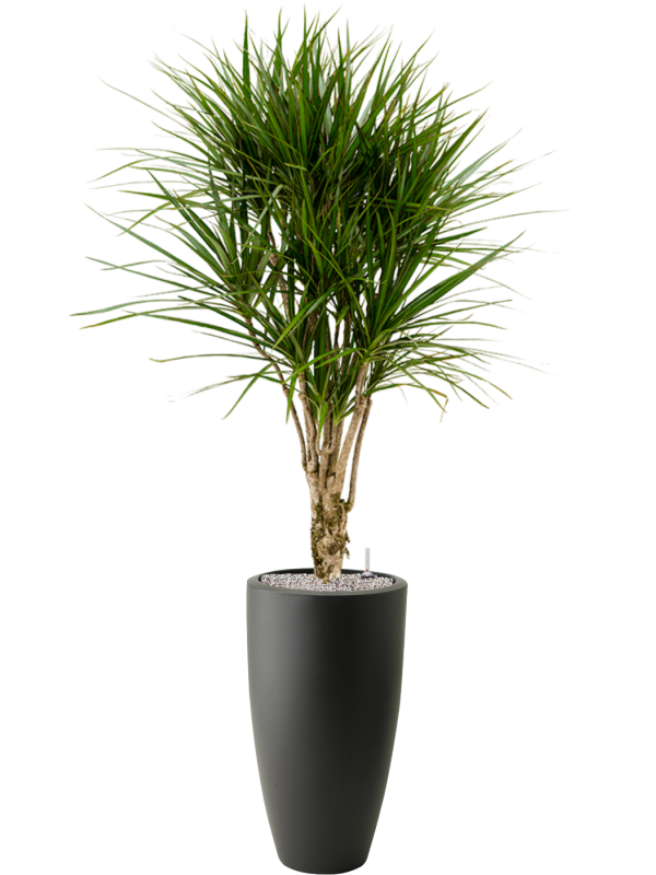 Dracaena marginata in Pure®, 32367 - Foto 78497