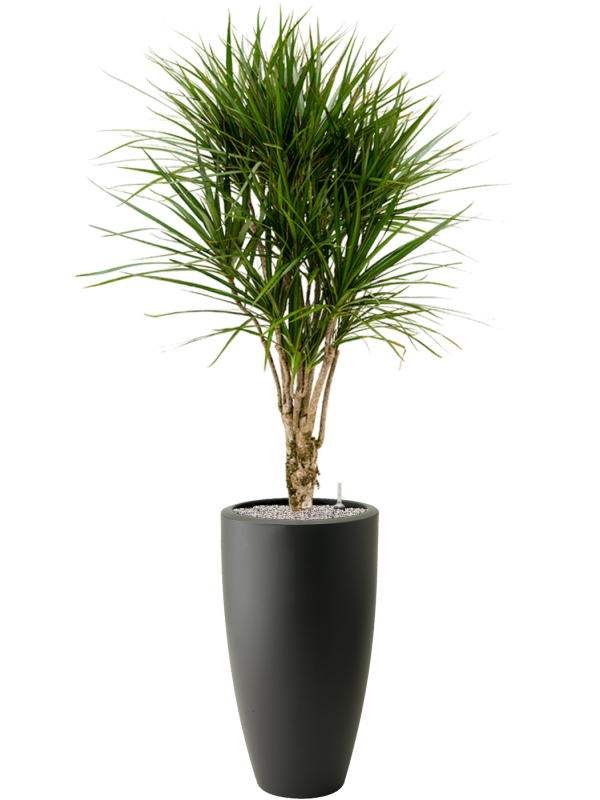 Dracaena marginata in Pure®, 32368 - Foto 78498