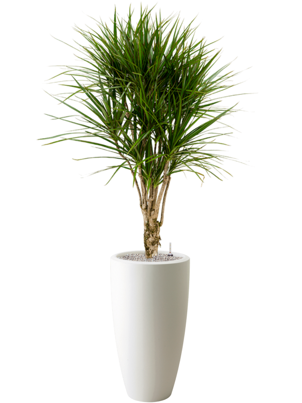 Dracaena marginata in Pure®, 32369 - Foto 78499