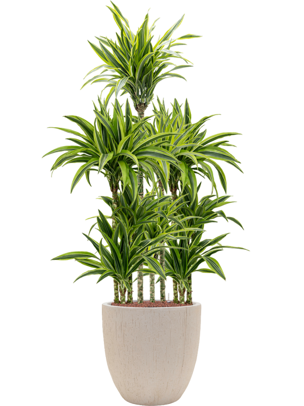 Dracaena fragrans 'Lemon Lime' in Baq Raindrop - Foto 78505