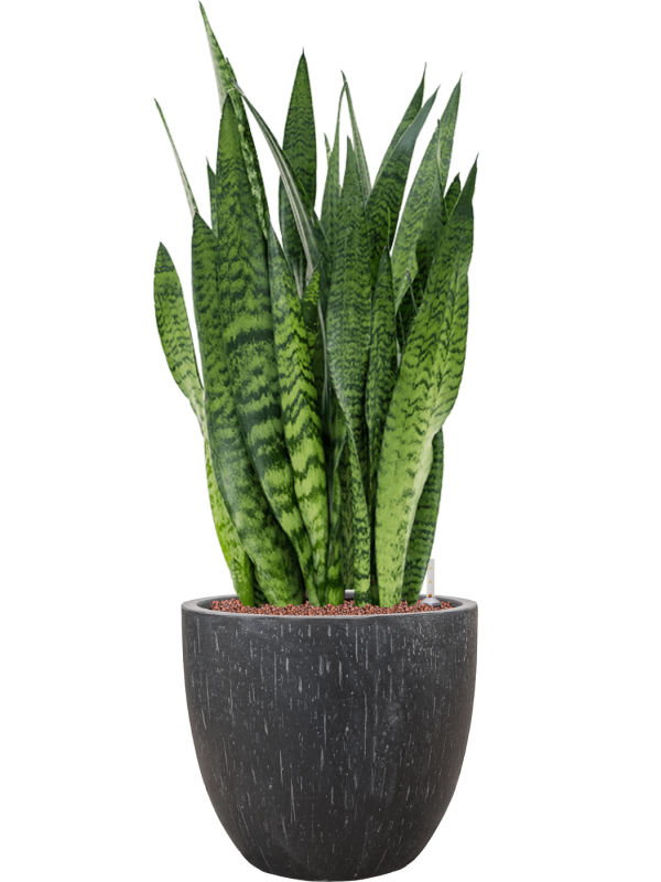 Sansevieria zeylanica in Baq Raindrop - Foto 78513