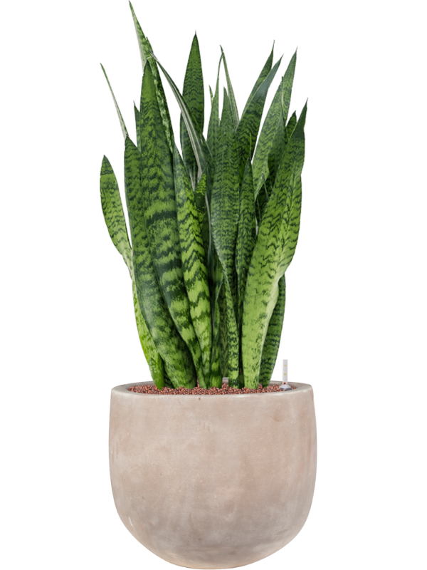 Sansevieria zeylanica in Terra Cotta Omar - Foto 78516