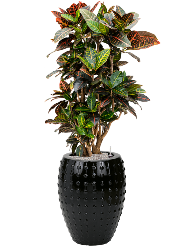 Croton (Codiaeum) variegatum 'Petra' in Laos - Foto 78535