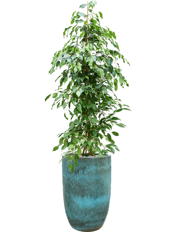 Ficus benjamina 'Exotica' in Pure - Foto 78540